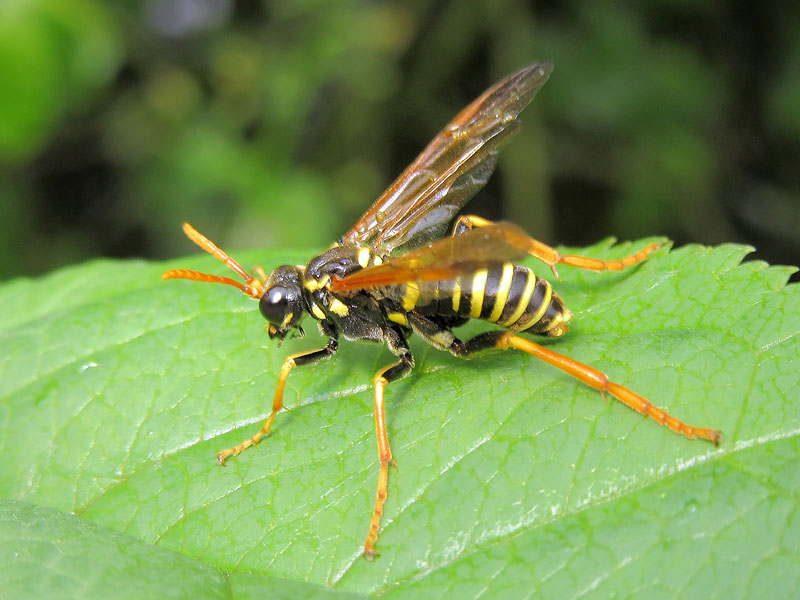 Vespa ?  No, Tenthredinidae:  Tenthredo scrophulariae, maschio